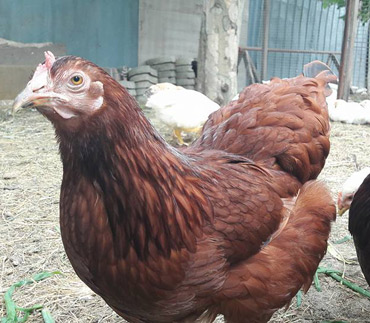 Vanzare carne de pui de tara